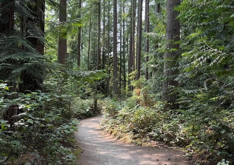 An image of a trail in Pine Lake Park, located in the Pacific Northwest. The path winds through a lush forest with tall trees and green foliage.